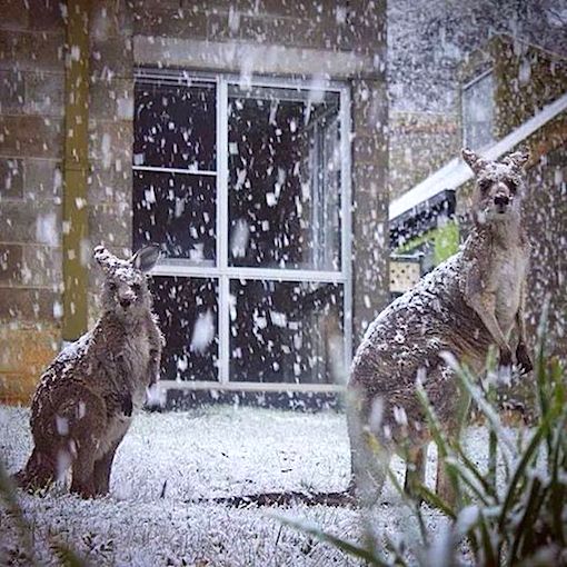 kangaroos-in-snow.jpg