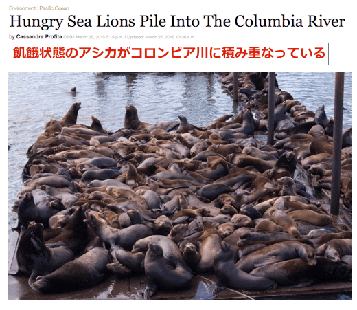 sea-lion-columbia.gif